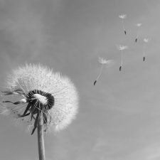 dandelion-333093_1280