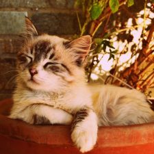 kitten-asleep-in-a-pot-1995961_1920